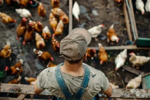 MENJALANKAN BISNIS AYAM POTONG DENGAN HASIL MAKSIMAL