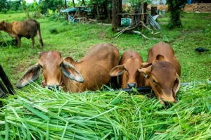 PAKAN TERNAK SEIMBANG SEBAGAI LANGKAH KESEHATAN HEWAN